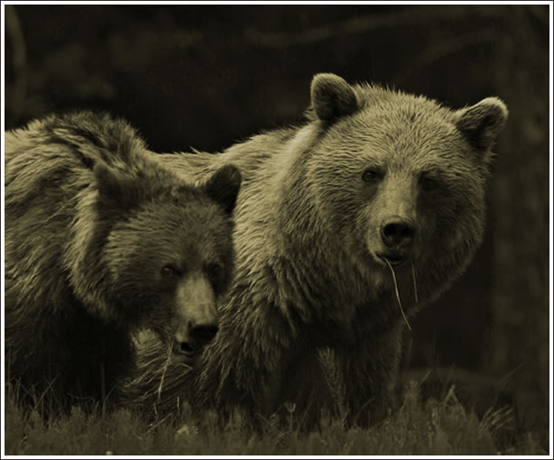 Grizzly Sow & Cub