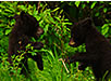 Two Black Bear Cubs