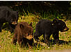 Three Baby Black Bears