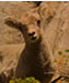 Baby Rocky Mountain Sheep