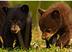 Baby Black and Chocolate Bear Cubs