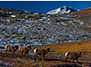 Rocky Mountain Sheep in Jasper National Park