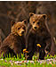 Two Baby Grizzlies